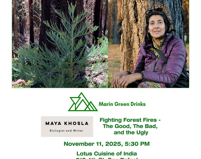 Fighting Forest Fires – The Good, The Bad, and the Ugly