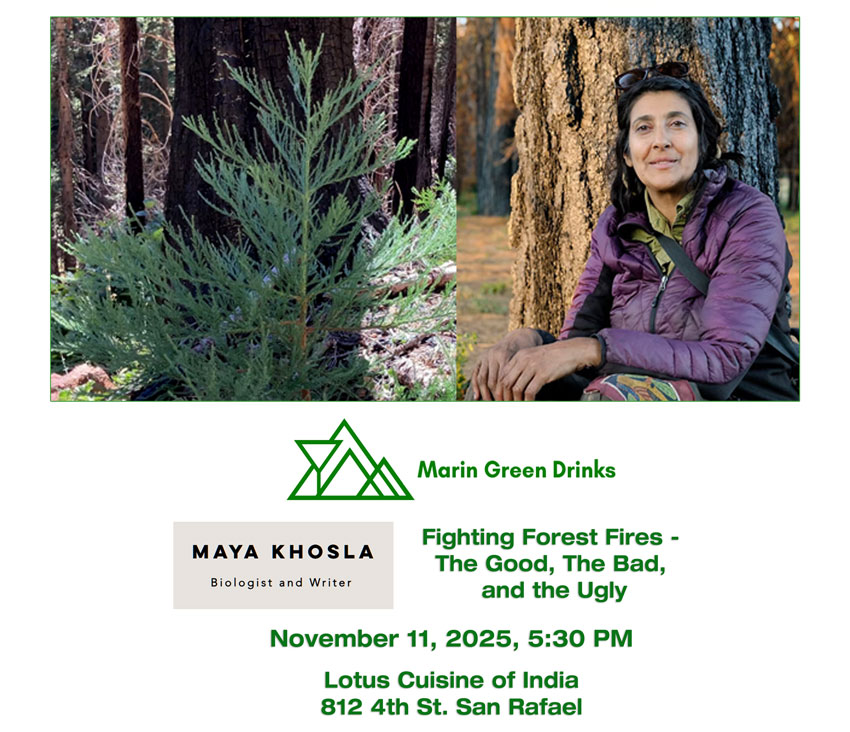 Marin Green Drinks November 11 Maya Khosla